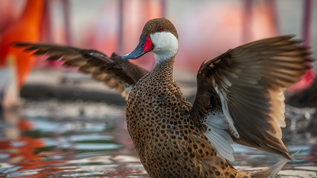 Season 4 will also be available for streaming online.